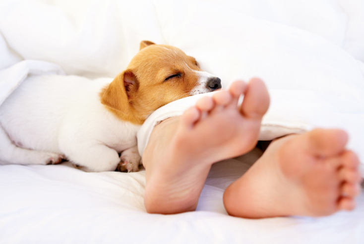 Cane che dorme nel letto