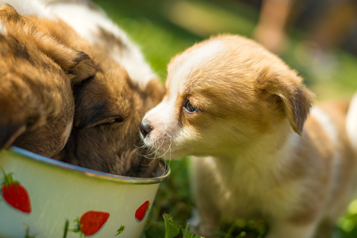 Cibo e cuccioli