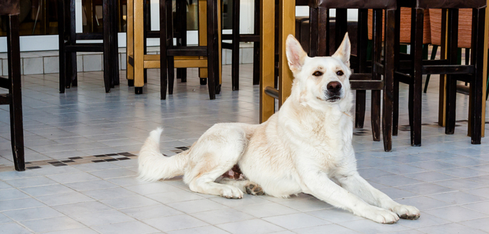 Al ristorante con il cane