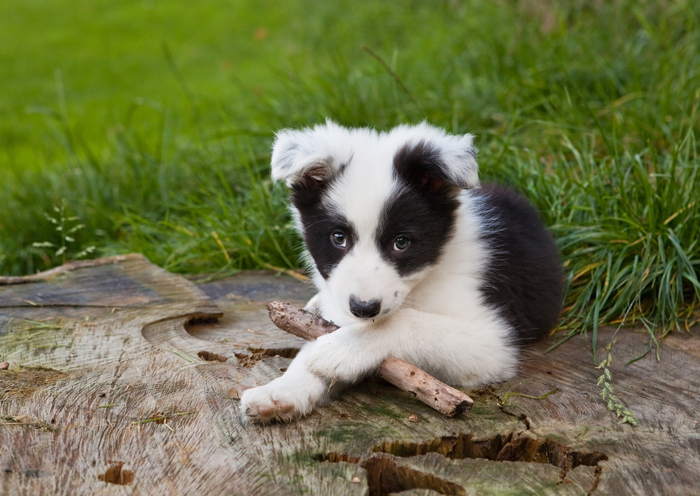 Cucciolo di border collie