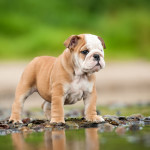 Cucciolo di Bulldog