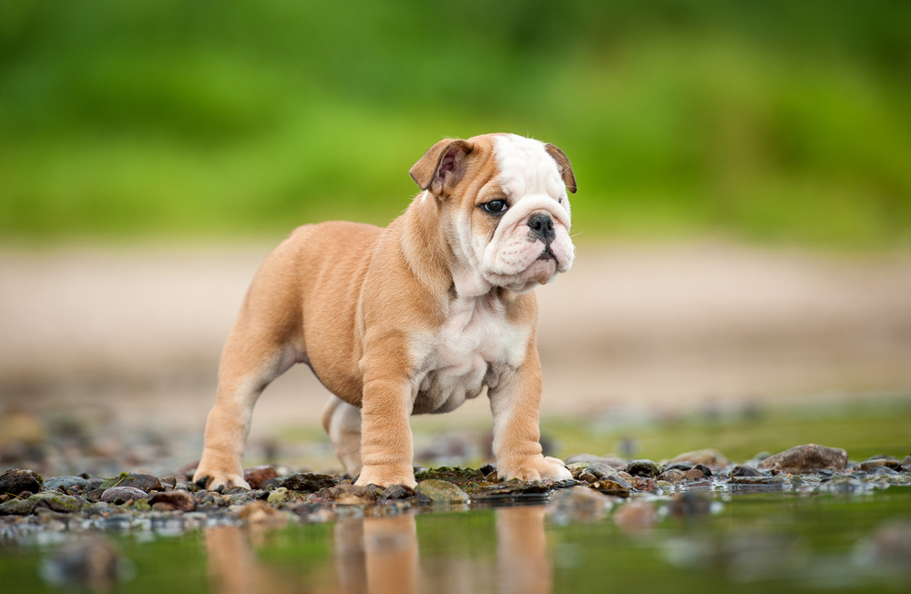 Cucciolo di Bulldog