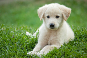 Cucciolo di Labrador