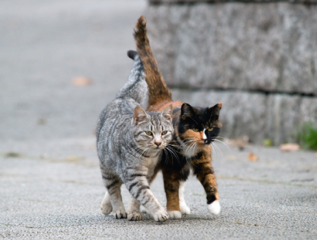 Gatti in città