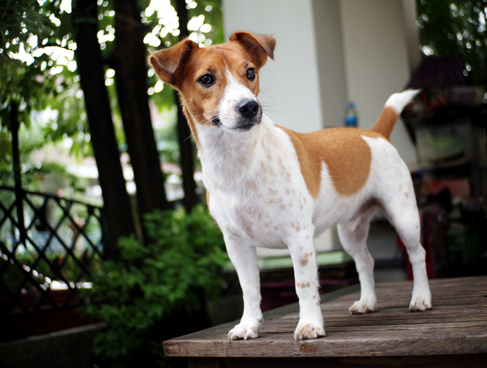 Il mio cane ha morso un passante: cosa fare?