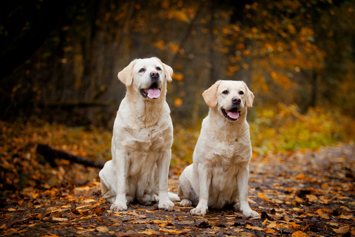 Labrador