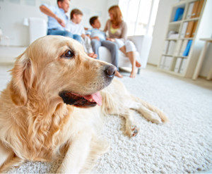 Motivi per avere un cane in famiglia