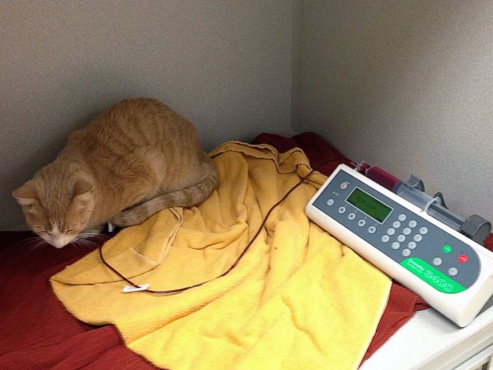 Buttercup, il gatto che è stato salvato con una trasfusione di sangue di un cane