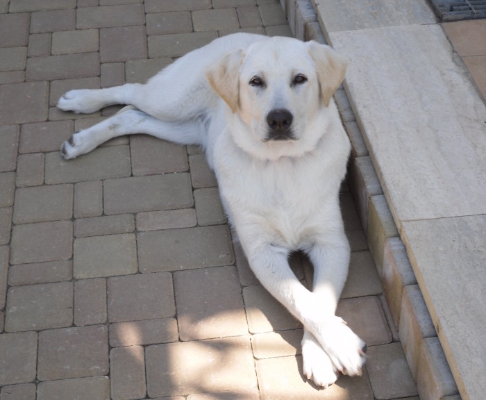 Balù cucciolo di labrador in attesa di una nuova casa