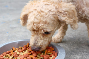 alimentazione cucciolo