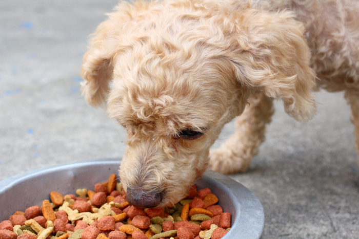 Come e quando dare da mangiare ai cuccioli