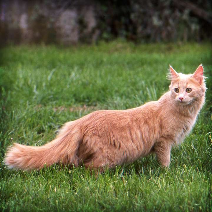 Il gatto Balinese e Javanese: qualche curiosità