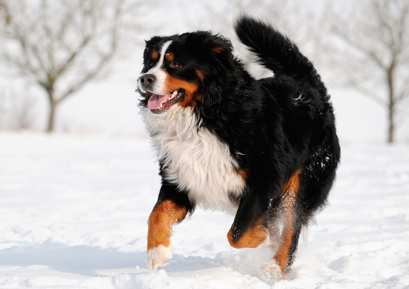 Bovaro del Bernese nella neve