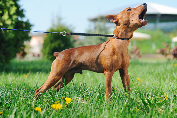 Denunciare il padrone e non il cane