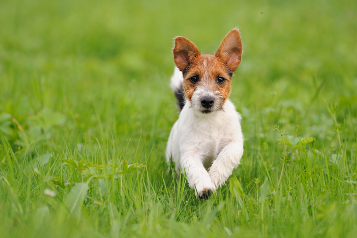 Cane che corre nel prato