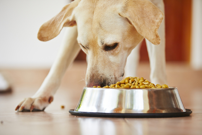 cane che mangia i croccantini