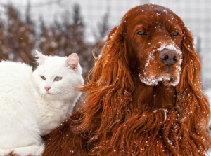 cane e gatto nella neve