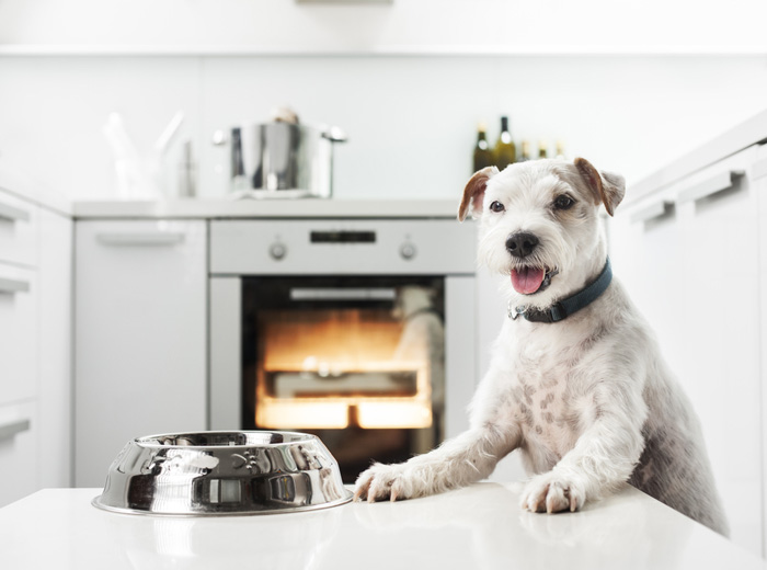 Cani in cucina