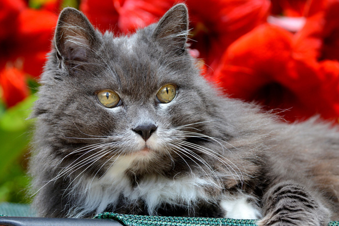 Gatto grigio a pelo lungo