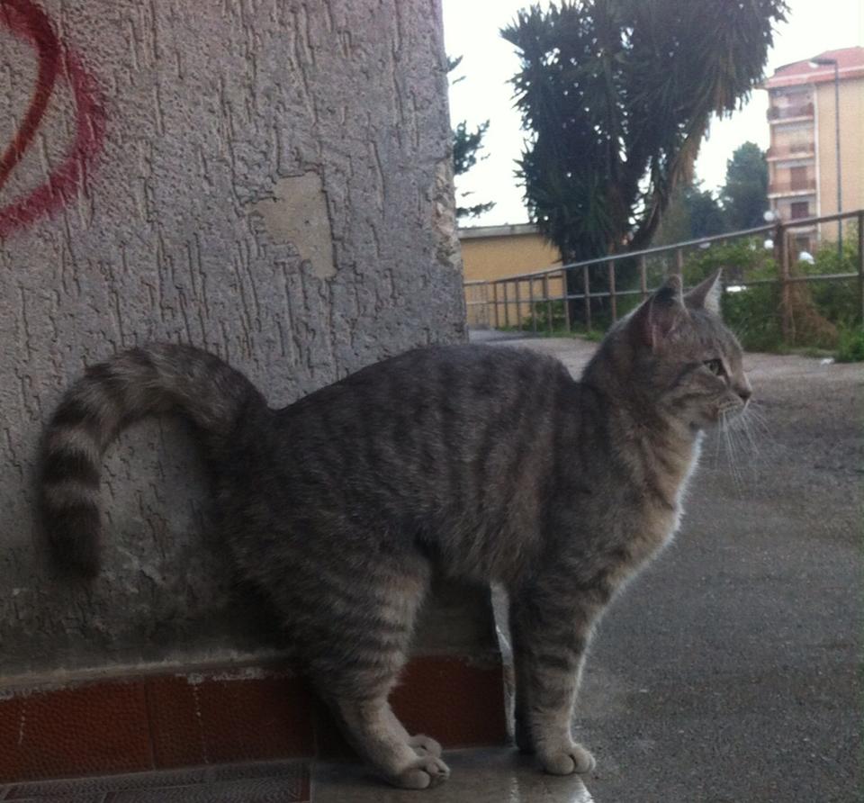 Gattina abbandonata a Napoli