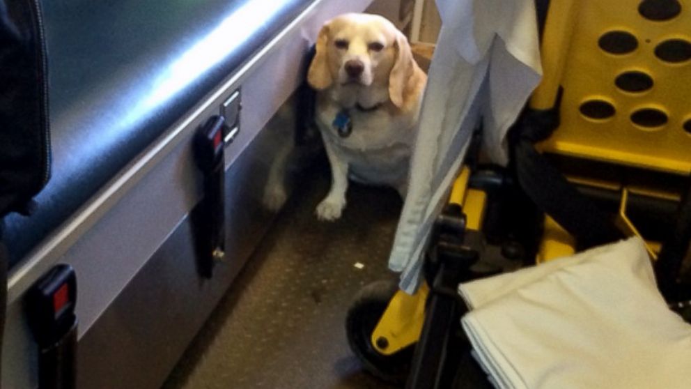 Buddy, il cane che insegue l'ambulanza che trasporta il padrone