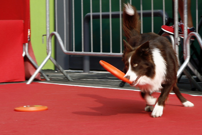 Inaugurazione del nuovo pet Store Maxi Zoo di Milano