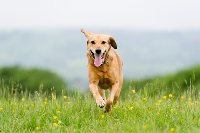 Cane che corre nel prato