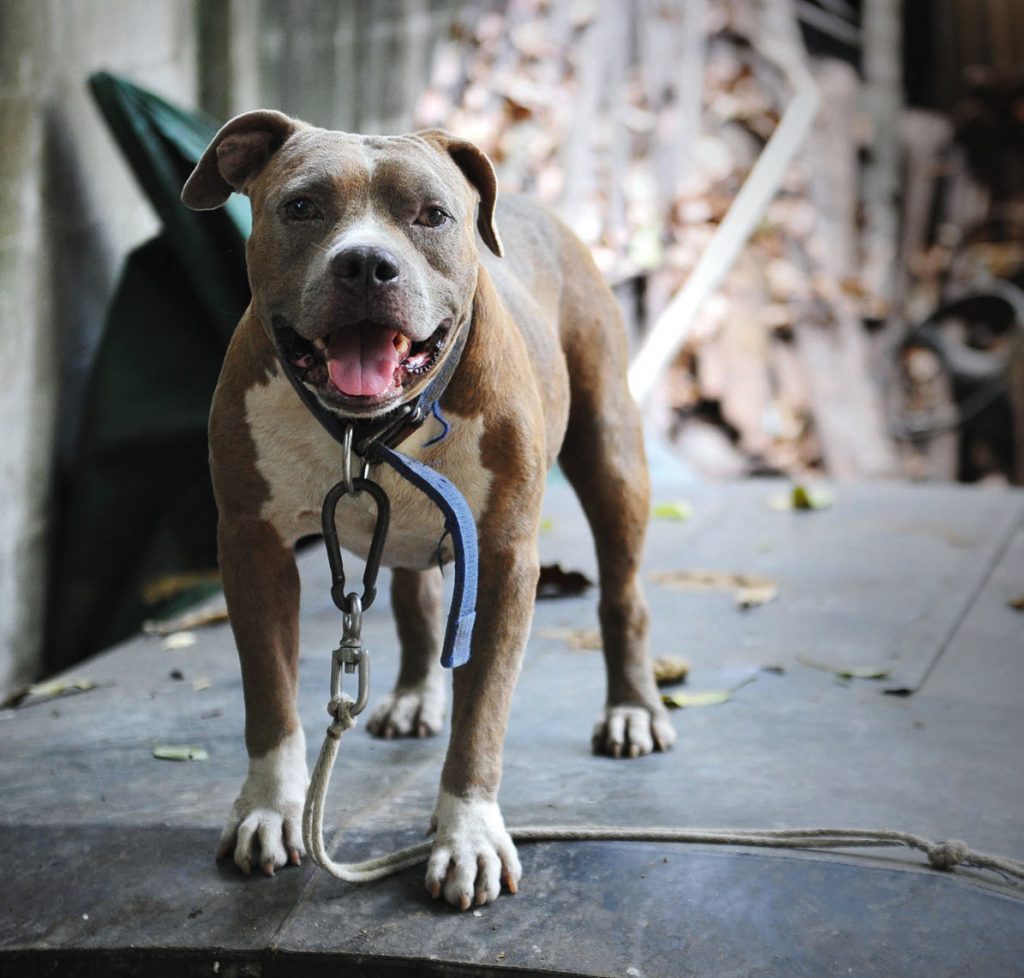 Enpa: nuova vita ai cani da combattimento