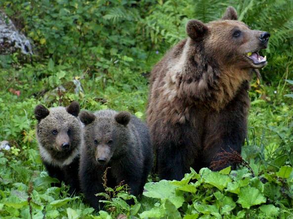 Daniza e i suoi cuccioli