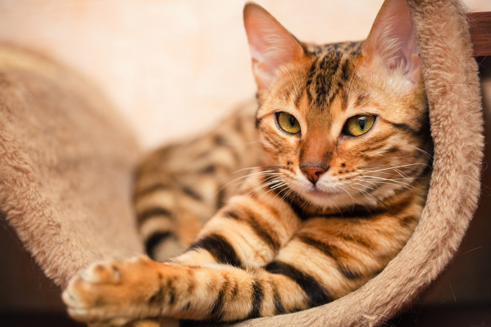 LE Streghe di FENIX - 🐈‍⬛ RITUALE PER FAR GUARIRE IL GATTO