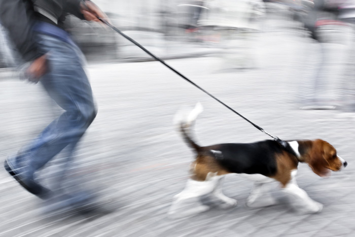 Passeggiata con il cane