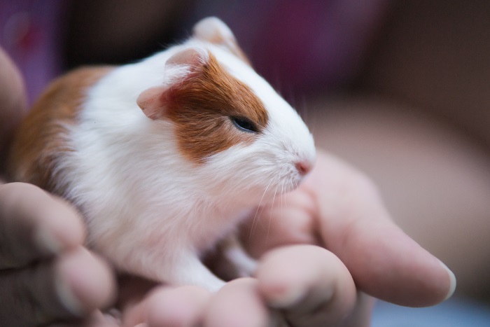 Gli animali perfetti per l'educazione dei più piccoli