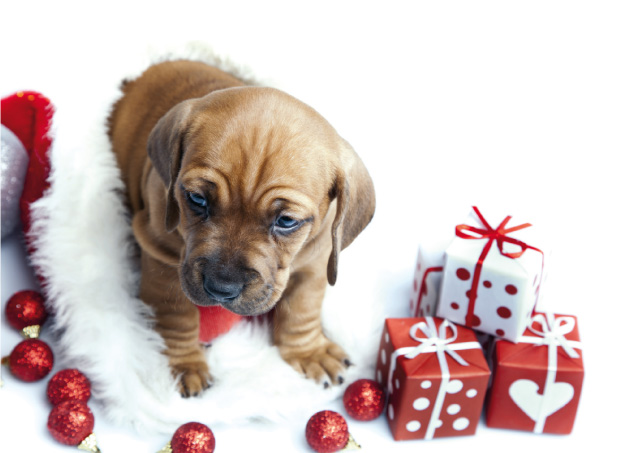 I regali di Natale per il nostro cane