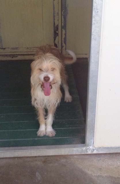 Adozione cane: Ercole, spinoncino di 2 anni