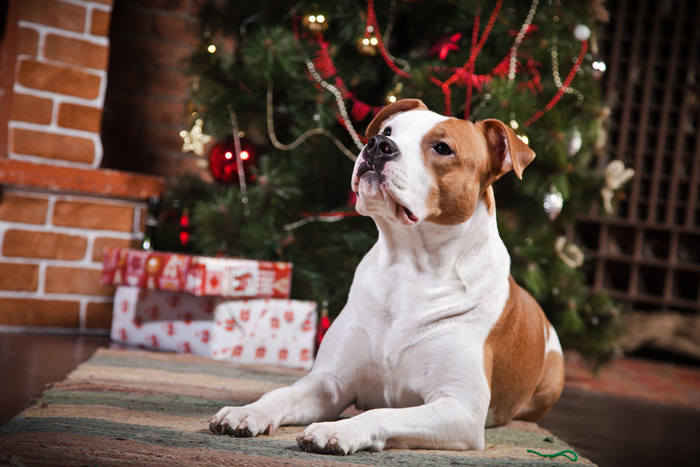 Una cane di Natale