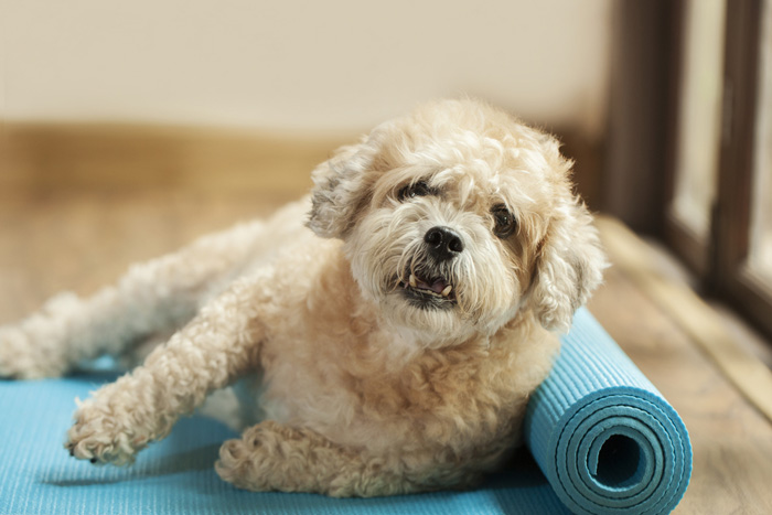 Cane in palestra