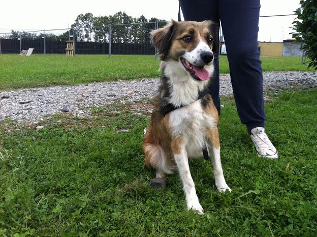 Adozione cane: Cannella, taglia piccola