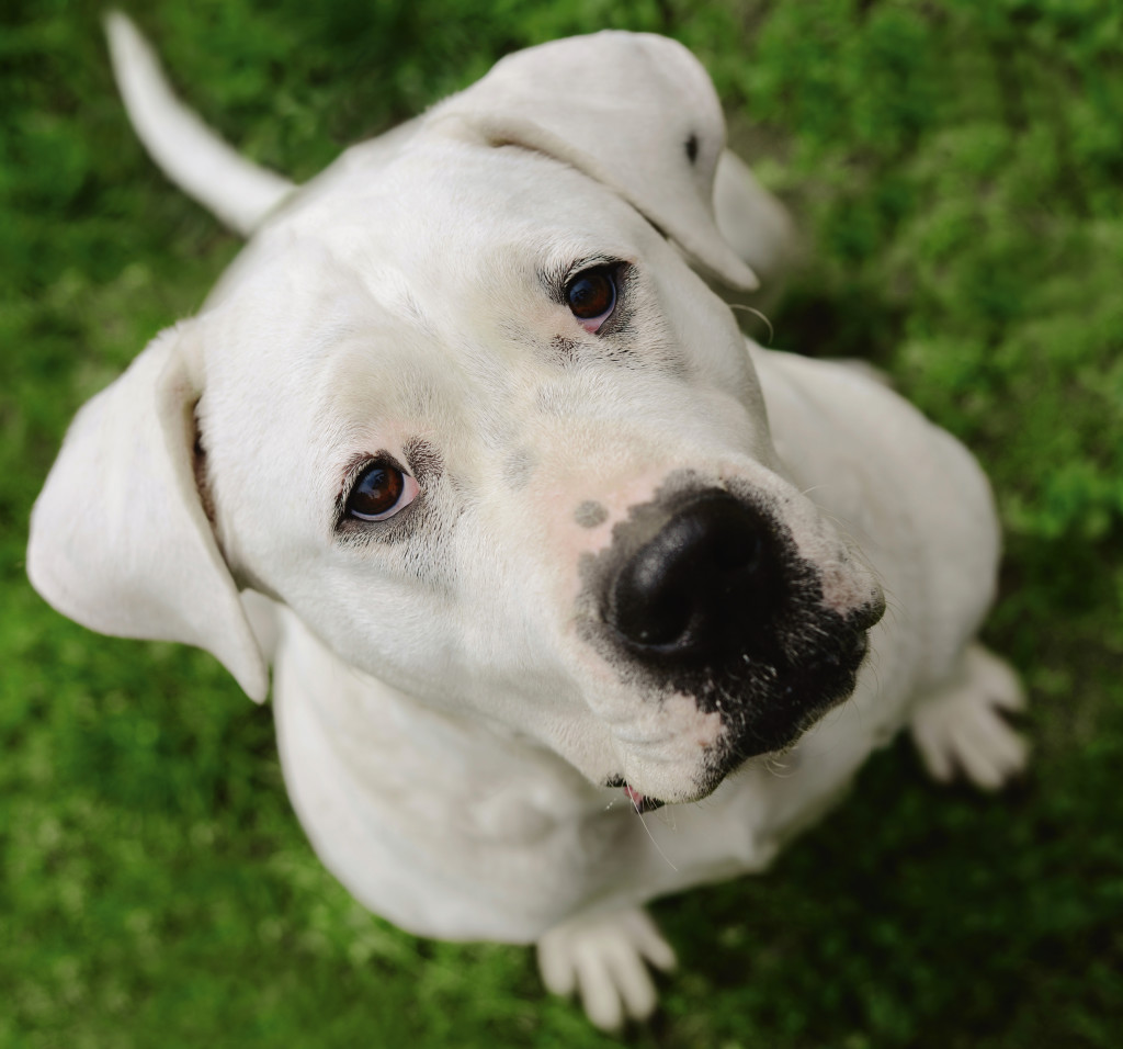 Dogo Argentino