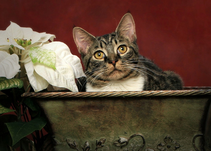 Gatto e Stella di Natale