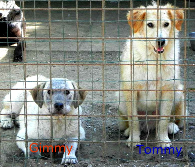 Adozione cane: Gimmy e Tommy