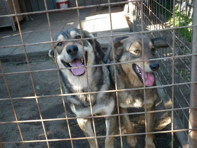 Adozione cane: Hansel e Gretel