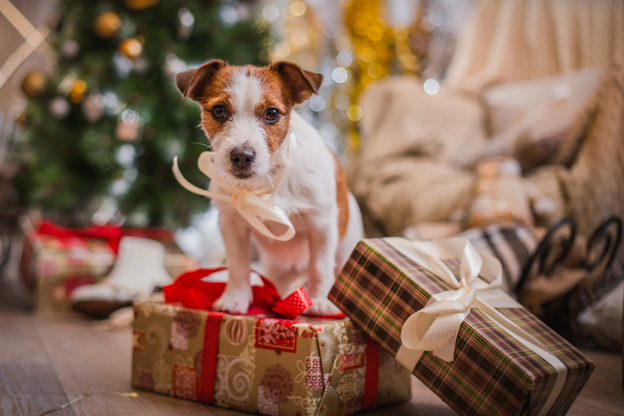 Jack Russel tra i regali di Natale