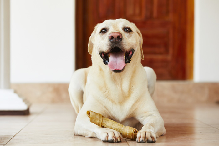 Labrador in casa