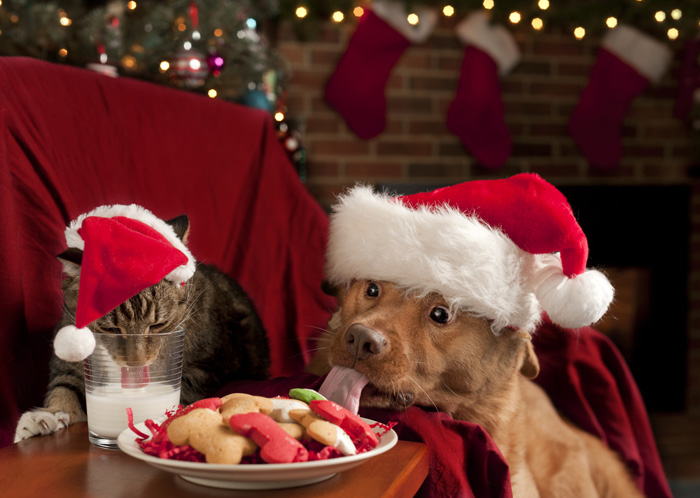 Ricette di Natale per cani e gatti