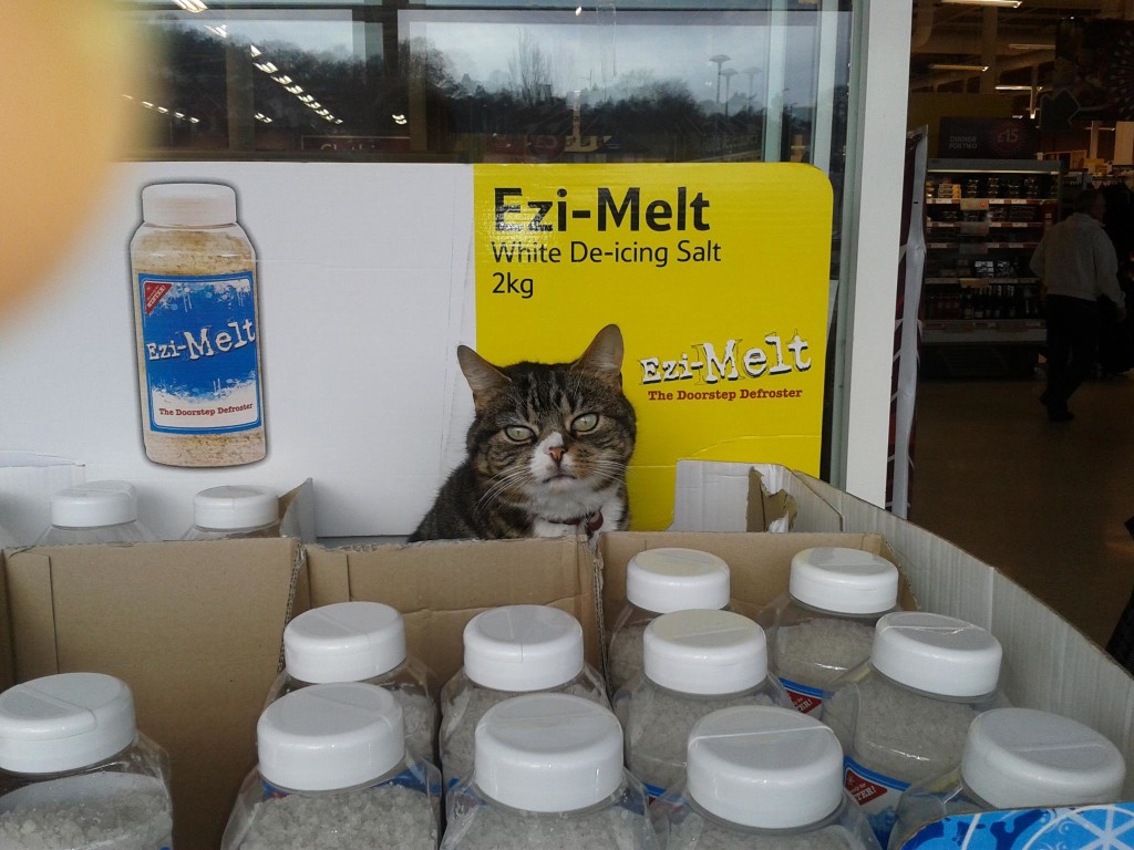 Mango, il gatto che vive in un supermercato