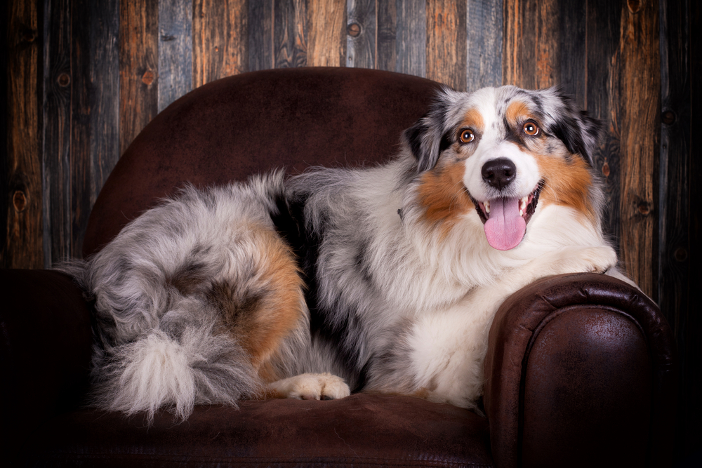 Australian Sheperd