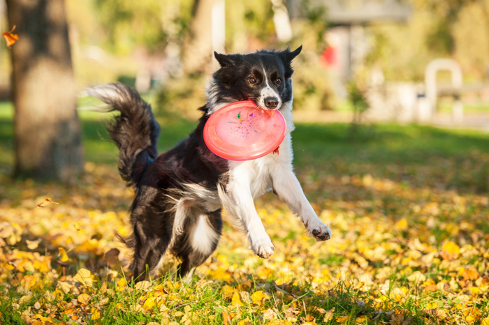 Cane che gioca in un area canina