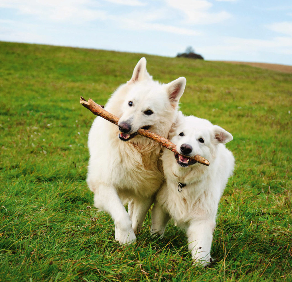 Cani in movimento