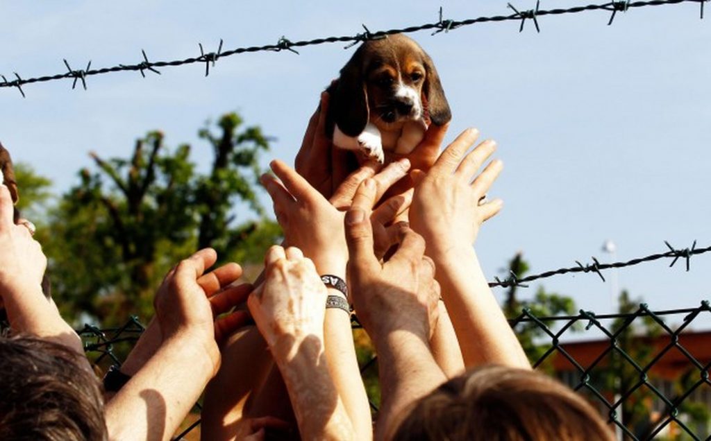 Cuccioli salvati da Green Hill