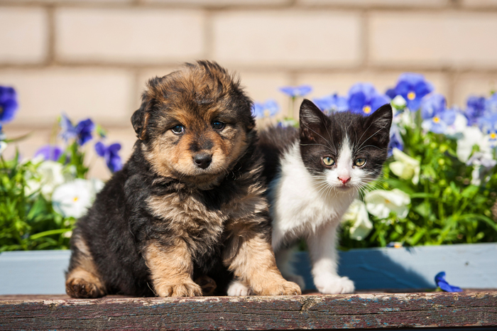 Cuccioli